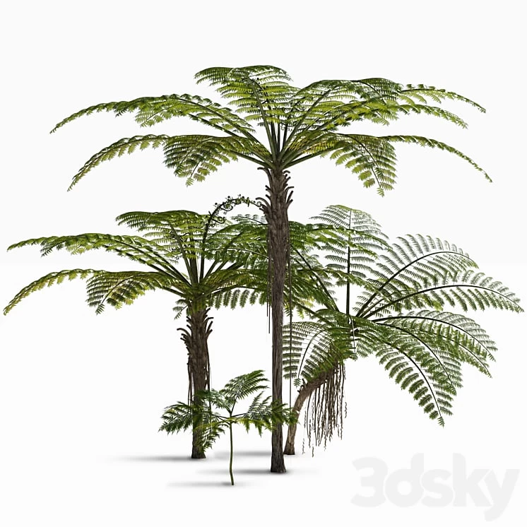 Treefern dicksonia antarctica