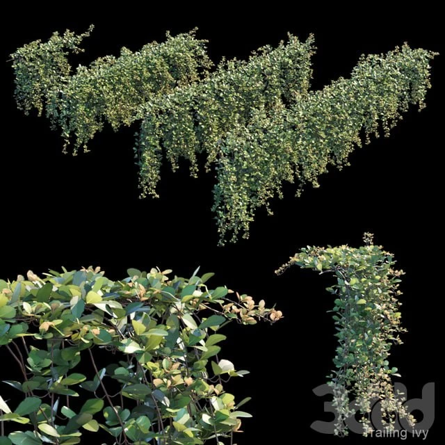 Creeping Ivy 2