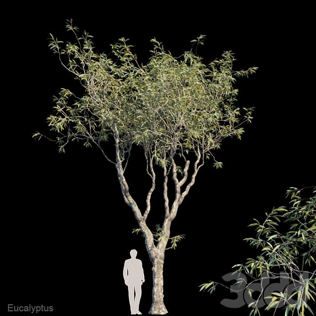Eucalyptus