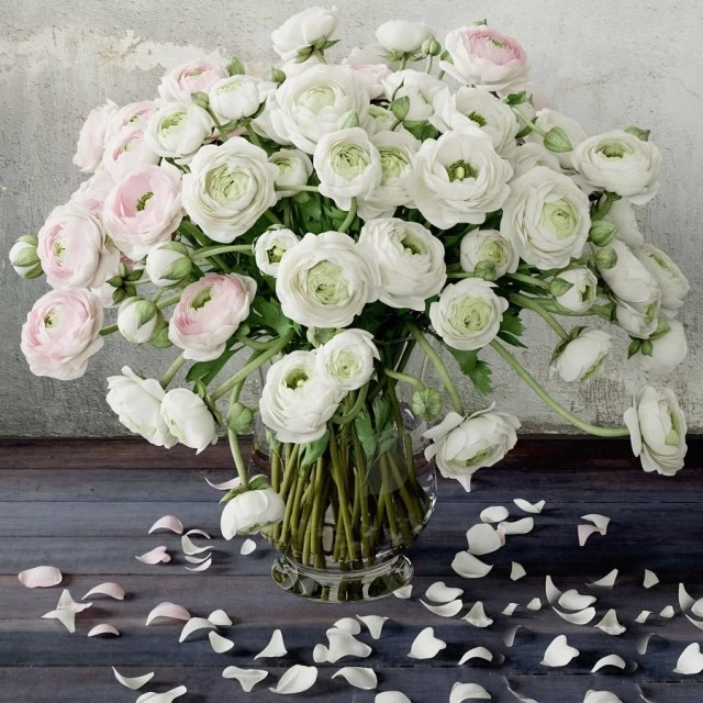 Ranunculus 2