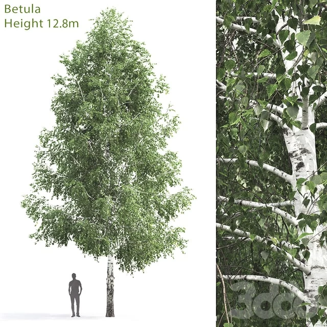 Betula # 3 (12.8m)