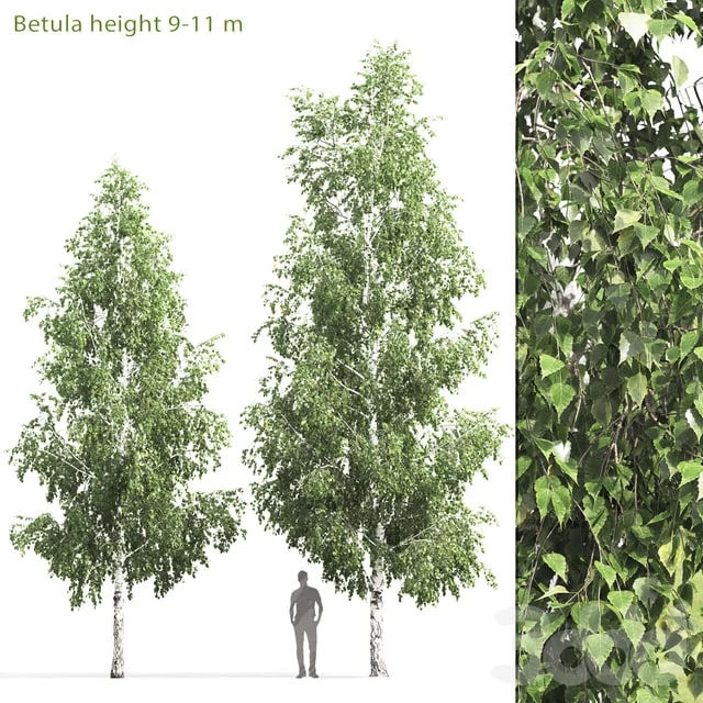 Birch