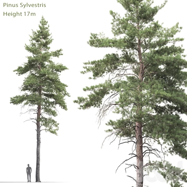 Pine