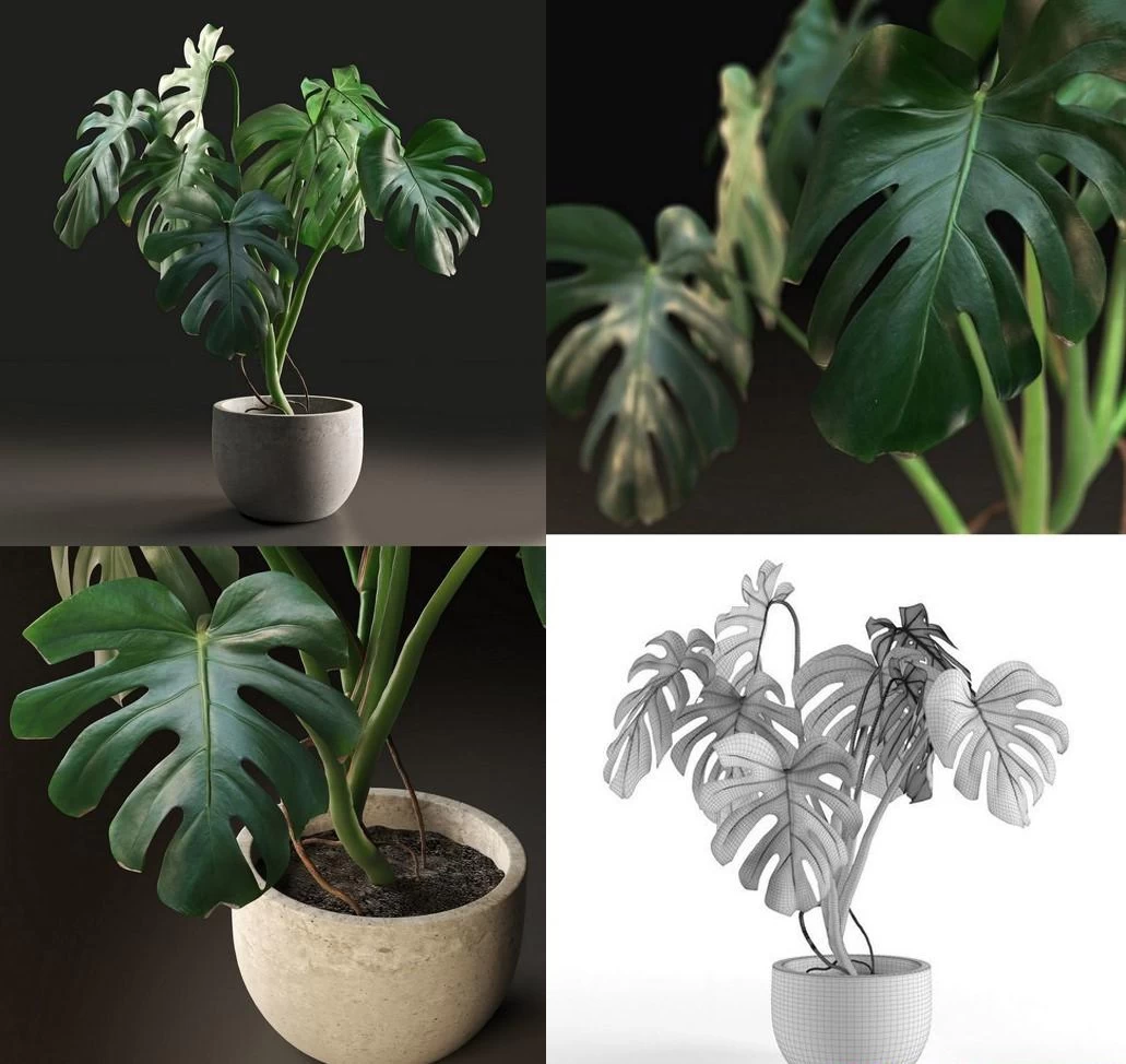 Monstera+in+Pot+MAXC1