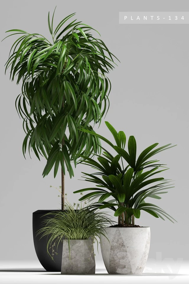 PLANTS 134