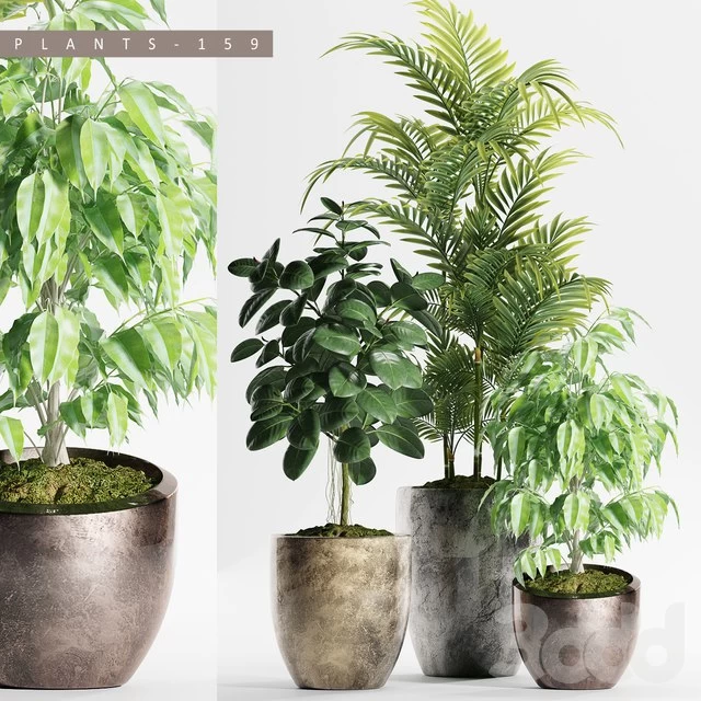 PLANTS 159