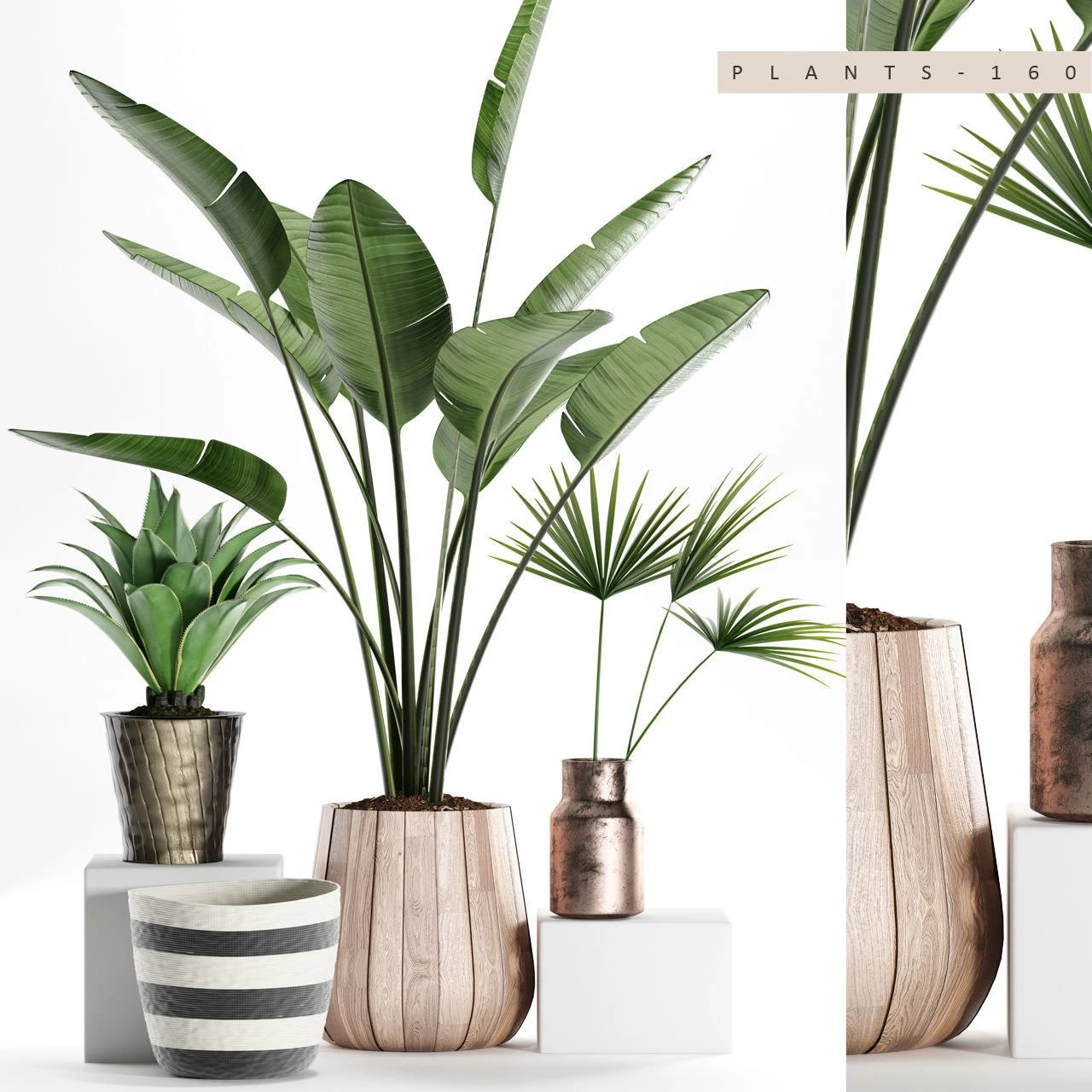 Plants 160