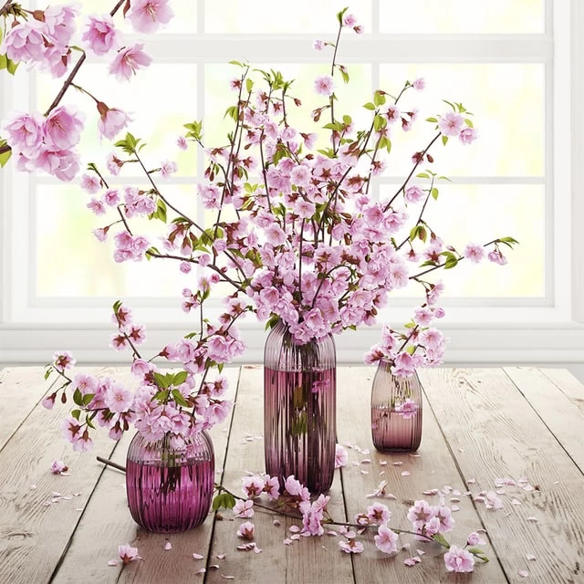 Cherry Blossoming