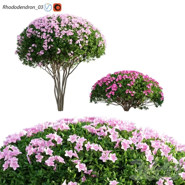 Rhododendron 03