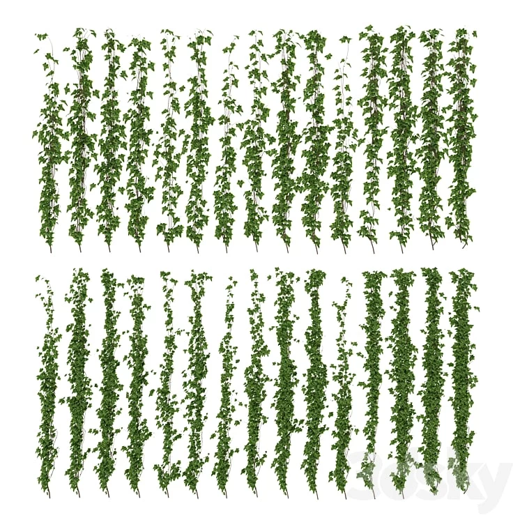 Wall of ivy leaves