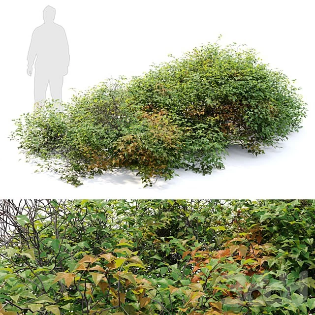 bush 022