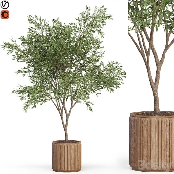 Plants Collection 625