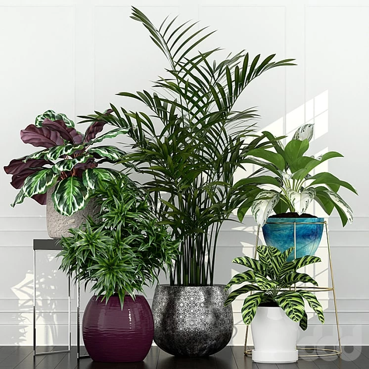 Plant Collection 54