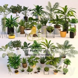 Plants Collection-01