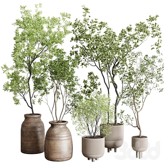 collection indoor plant 227