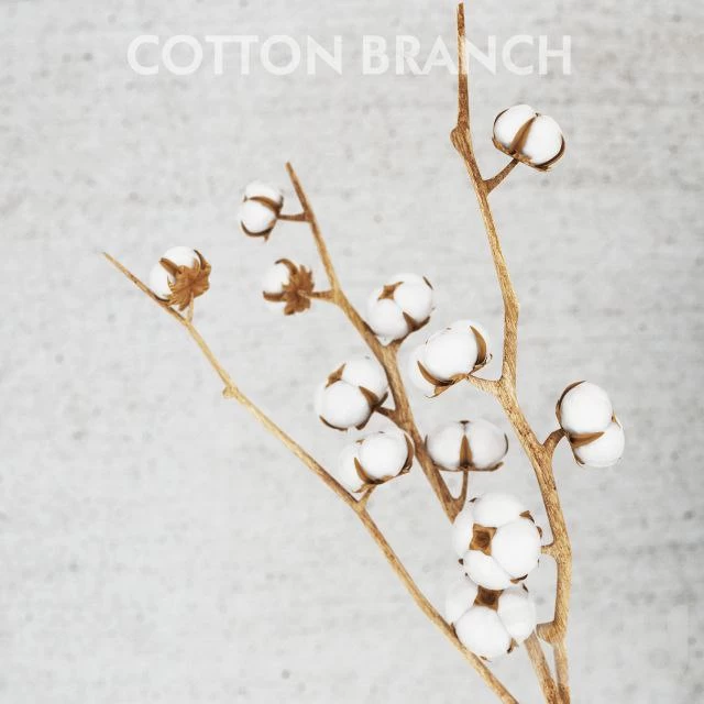 Cotton Branch