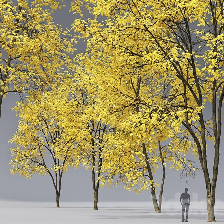 Autumn ash # 3_4 (17-18m)
