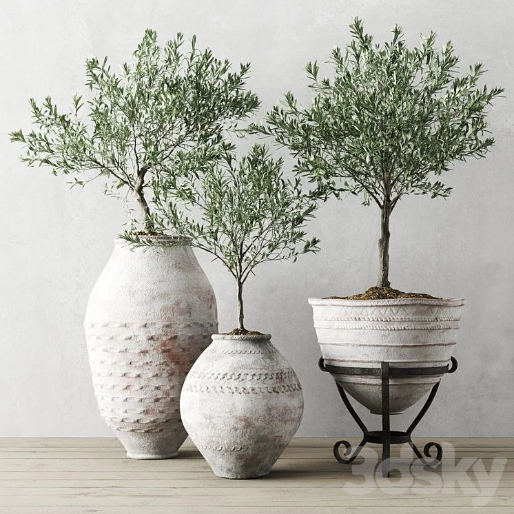 European Olives In Old Pots
