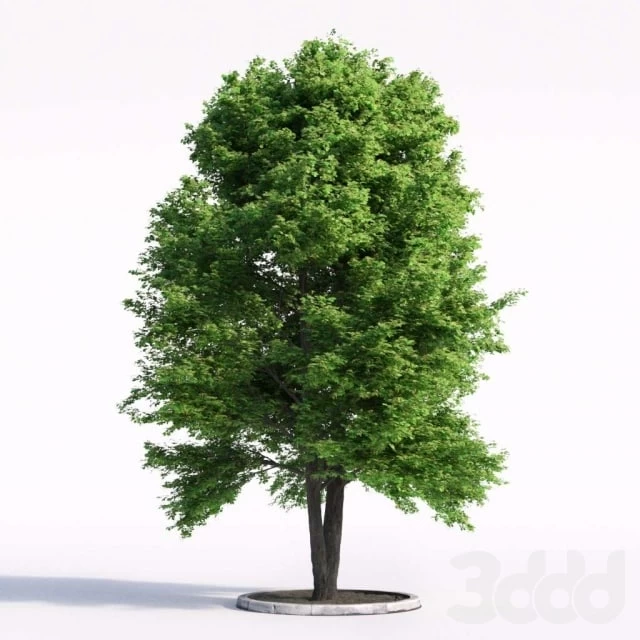 911558_58b2ac752c0ff Linden Tree