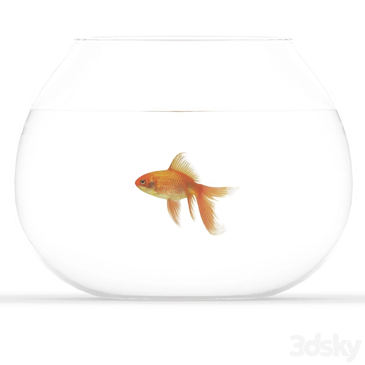 Golden fish