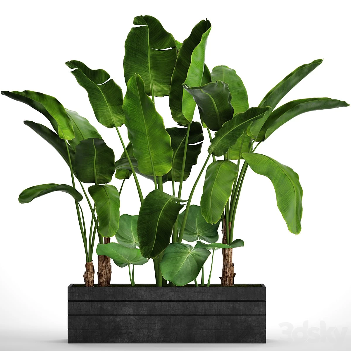 Collection of plants 73. Tropical plants, Strelitzia, banana, bushes, thickets, pot, outdoor, flowerpot, palm tree