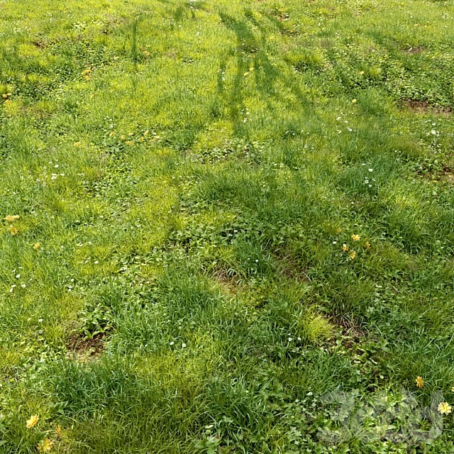 Meadow 3