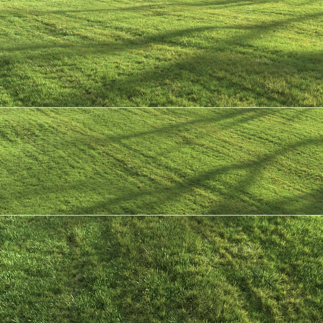 Summer grass