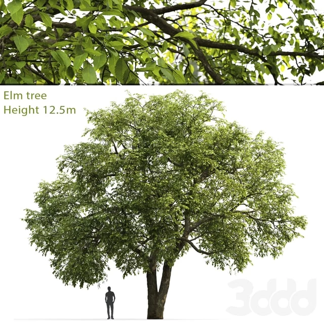 Elm