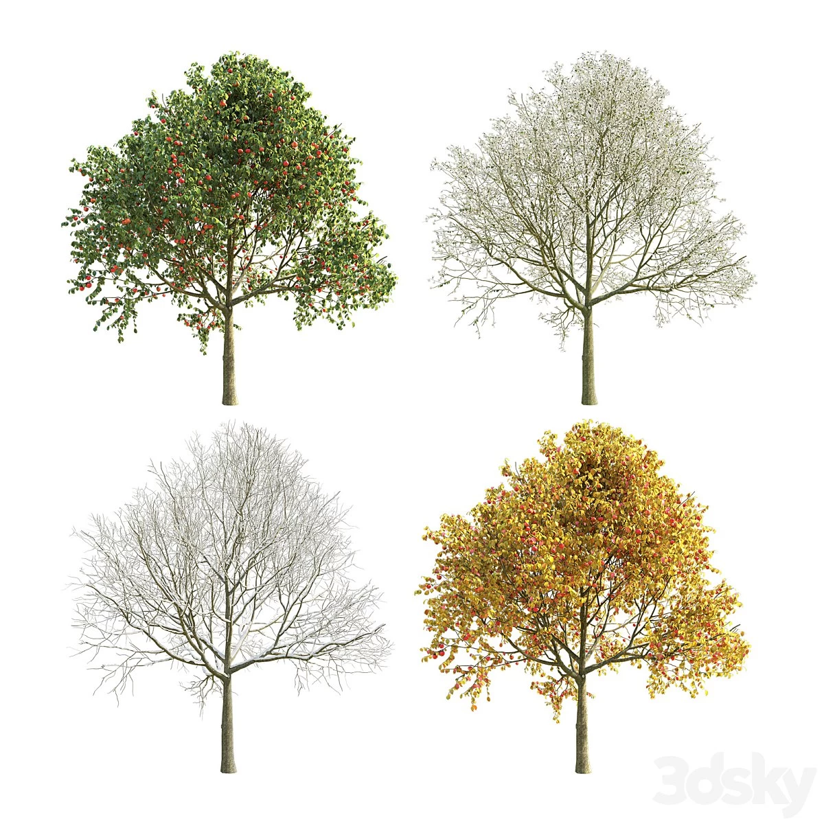Apple Tree 5 Seasons