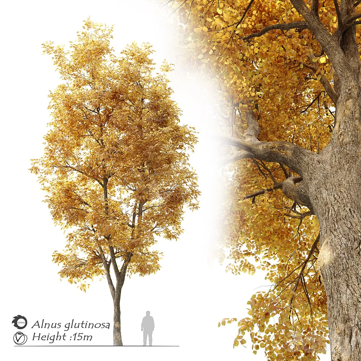 Alnus glutinosa (black alder)