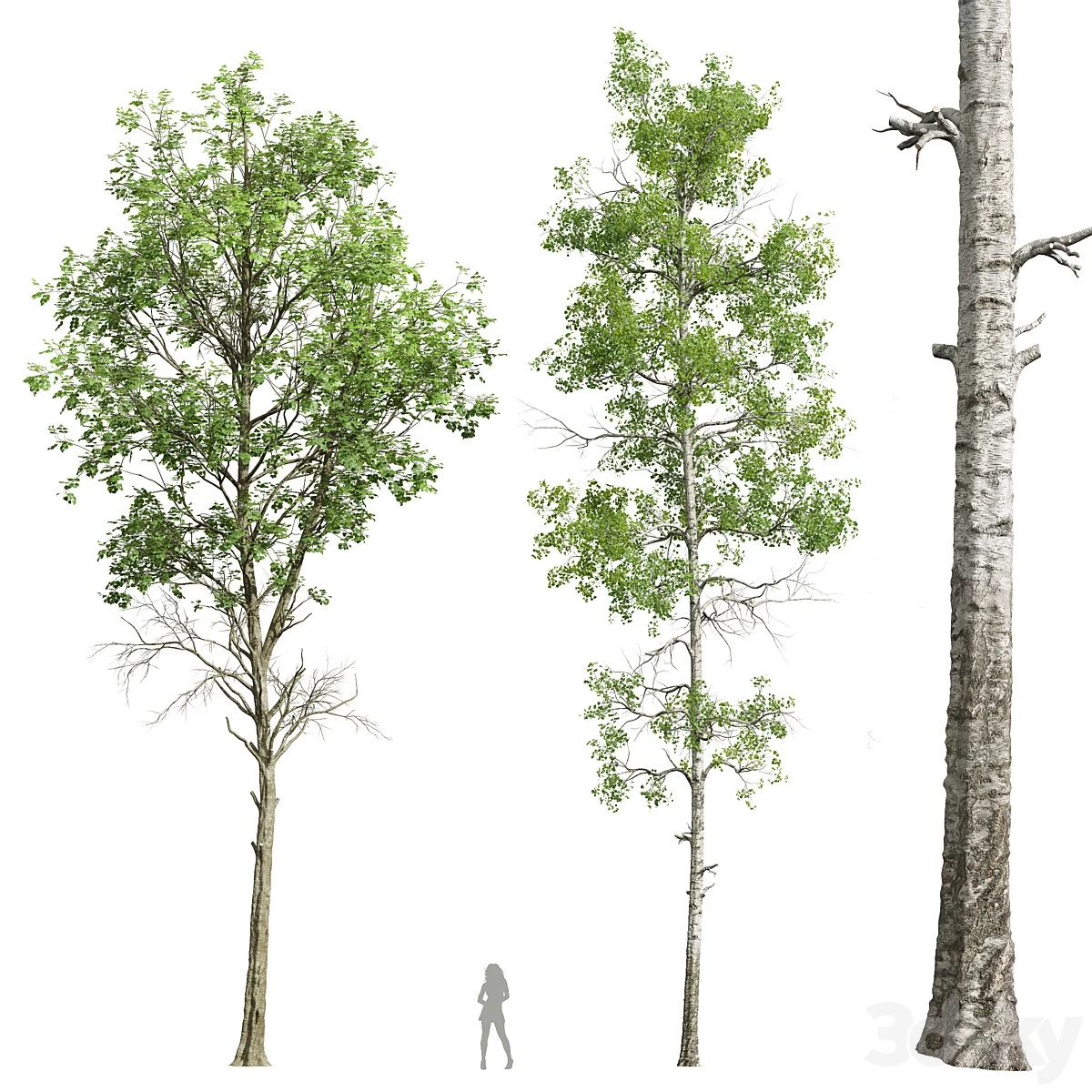 Fagus Sylvatica and Populus Tremuloides
