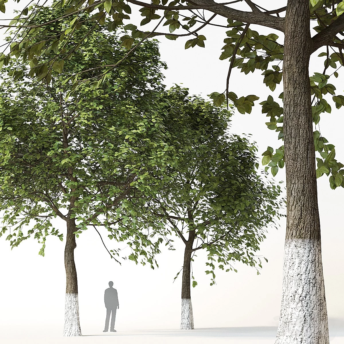 Trees 2