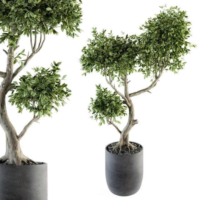 Plant Big Bonsai Indoor Plants 110