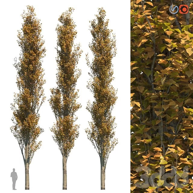 poplar