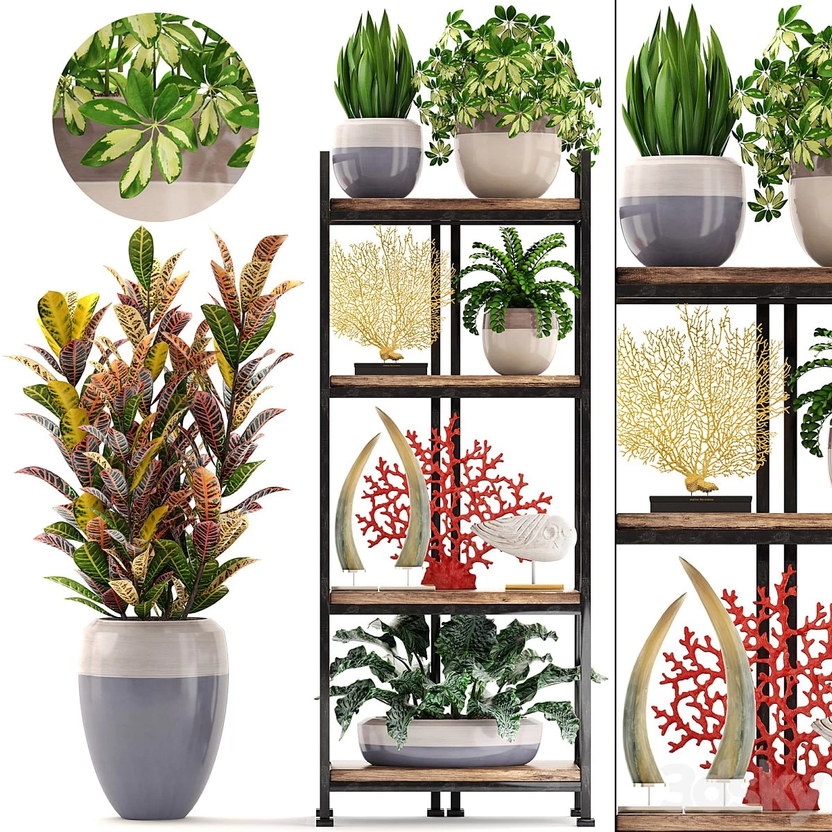 Decorative set. 6th. Rack, croton, flowerpot, shelf with flowers, decor, coral, tusk