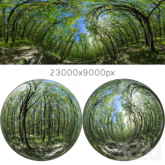 HDRI map from oak forest