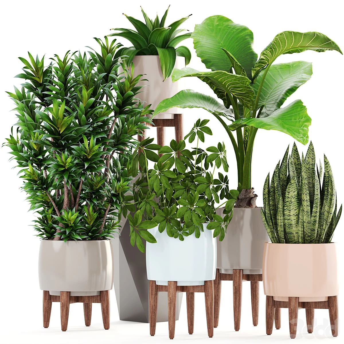 Plant collection 196