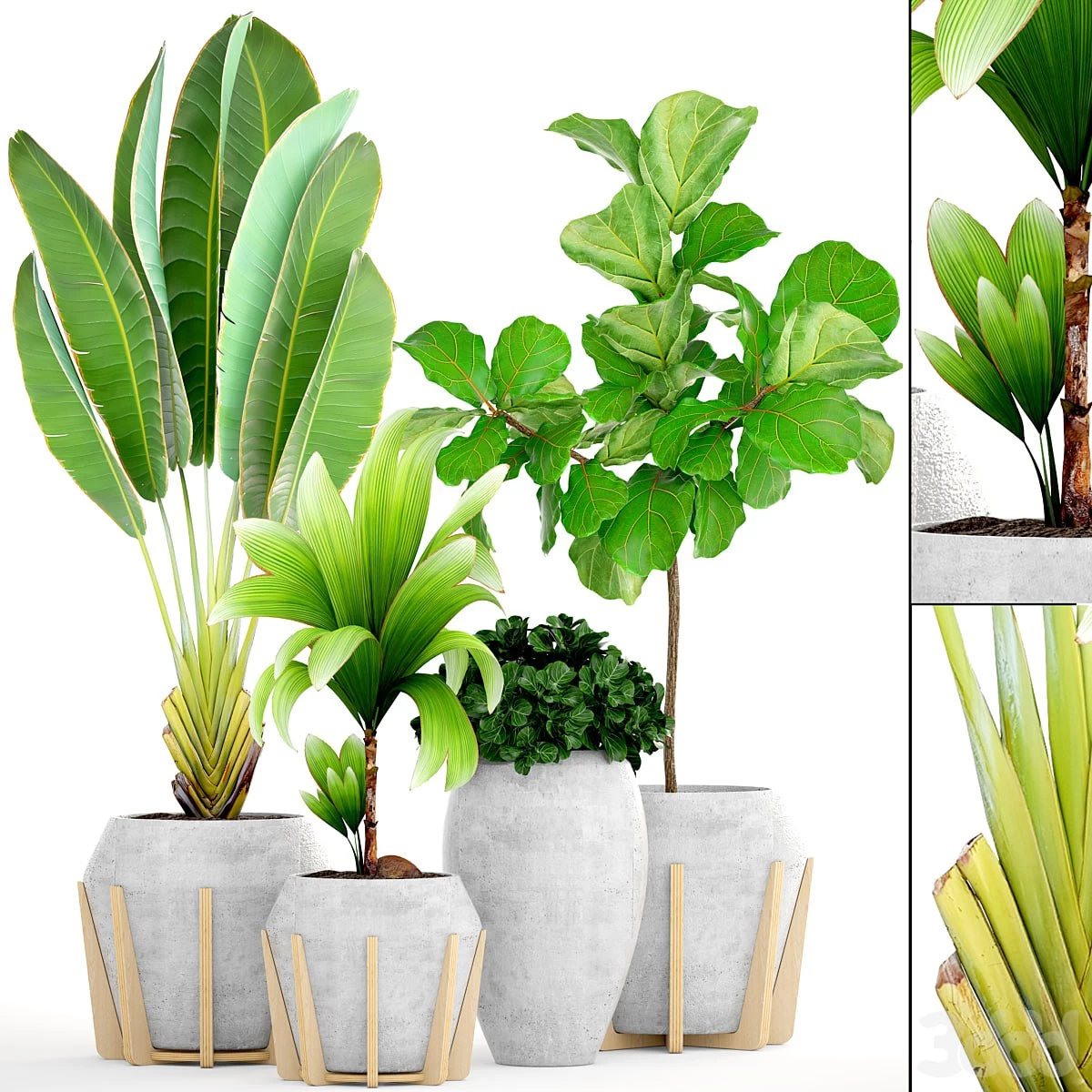 Plant collection 147