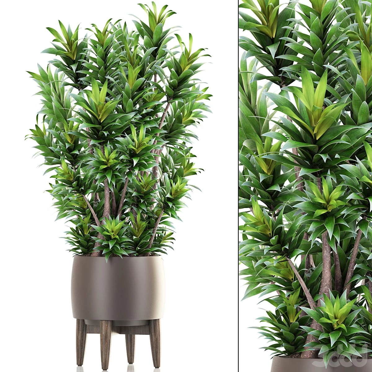 Dracaena 6