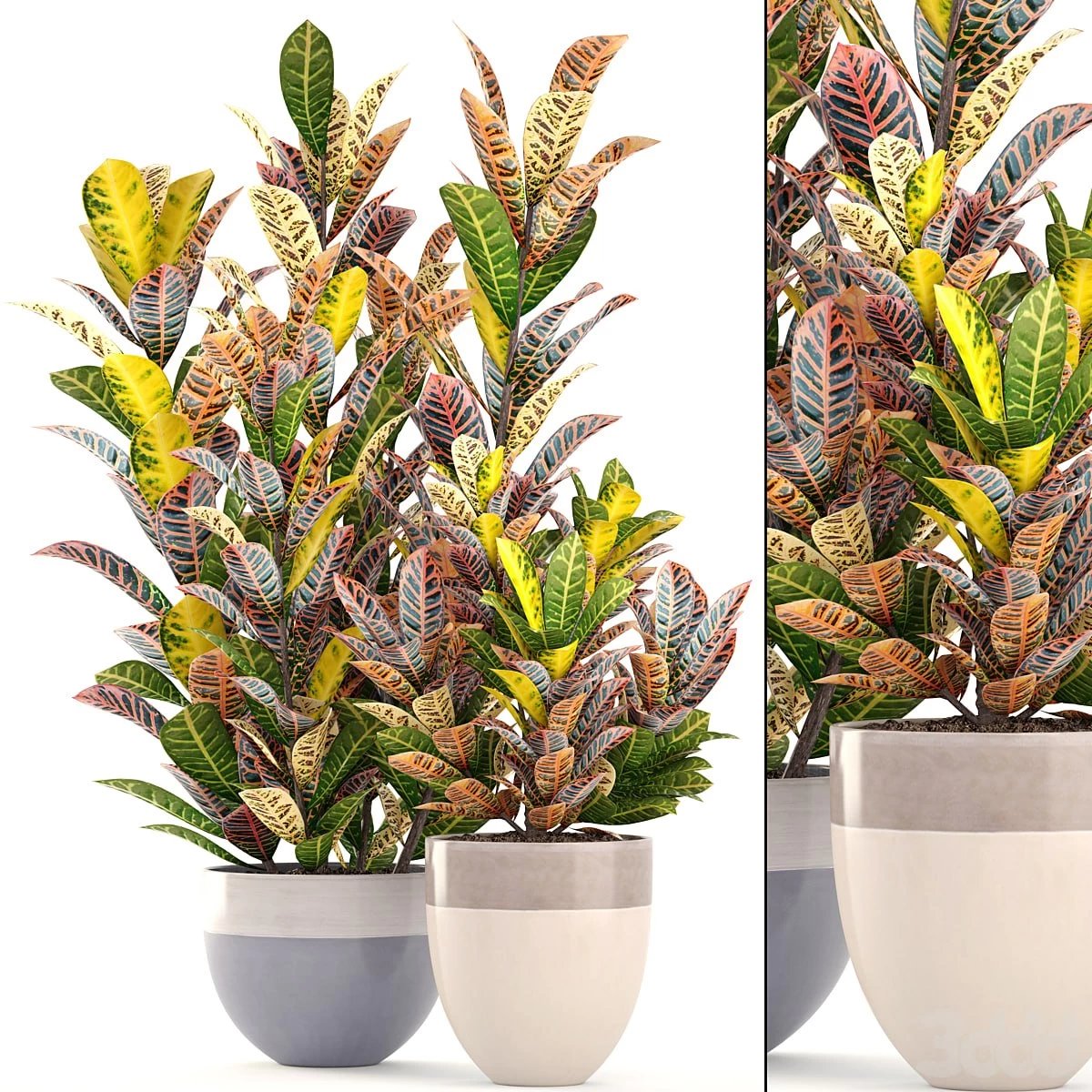 Croton in a pot 204