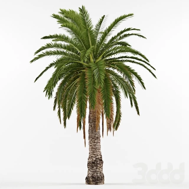 Phenicus Canary / Phoenix Canariensis