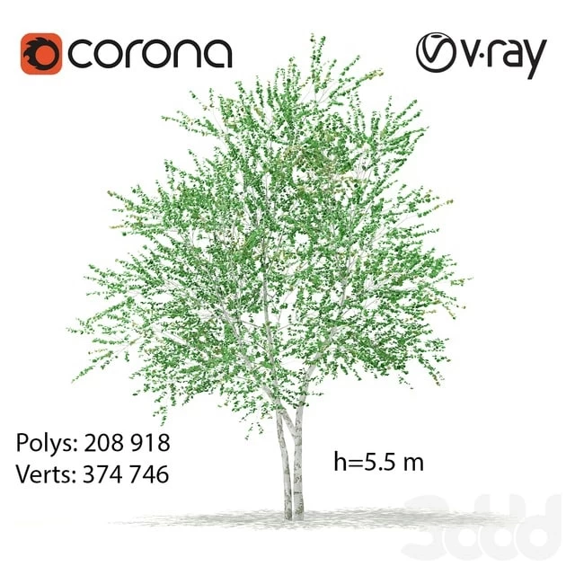 Birch tree