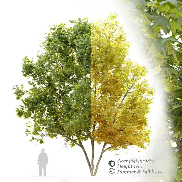 Acer platanoides (Norway maple)