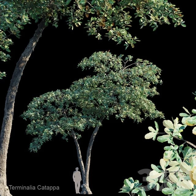 Terminalia Catappa_Var4