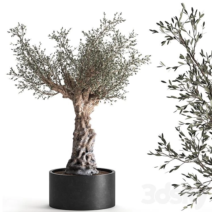 European olive 985. Oliva, tree, landscaping, metal flowerpot, outdoor, topiary
