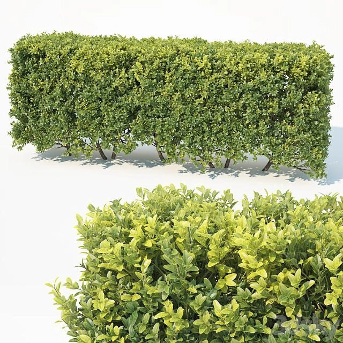Buxus Sempervirens # 6 modular hedge H80cm
