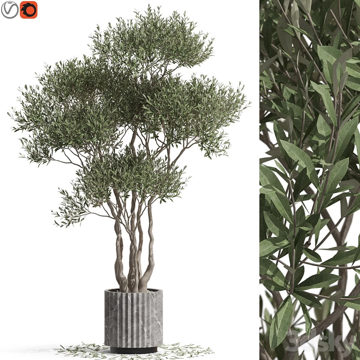 Plants collection 723