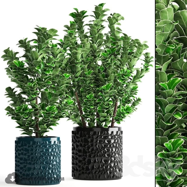 Plants in pots. CG Mood