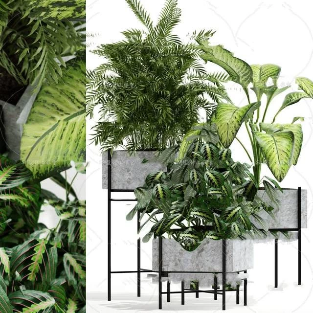 Plants Indoor pot plants gardening greenery maranth palm diamantina