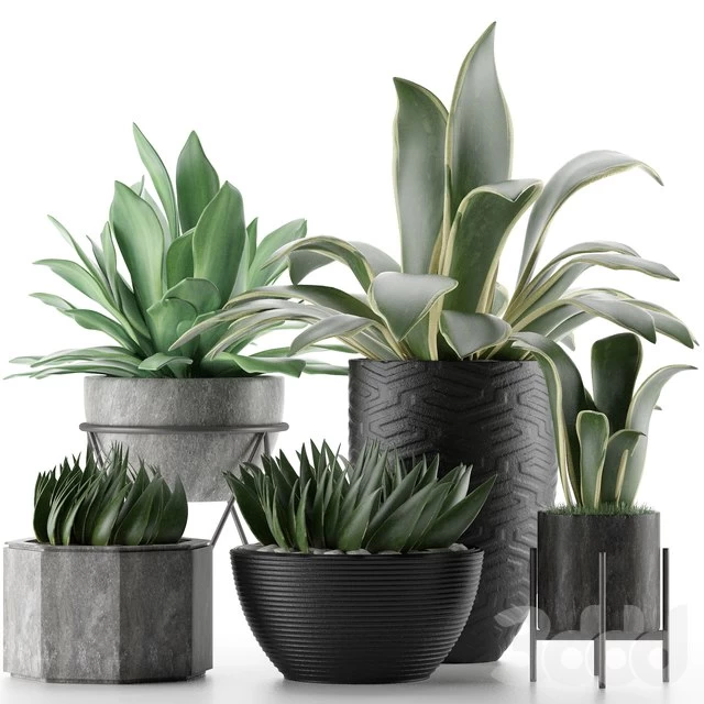 Plants Collection 15